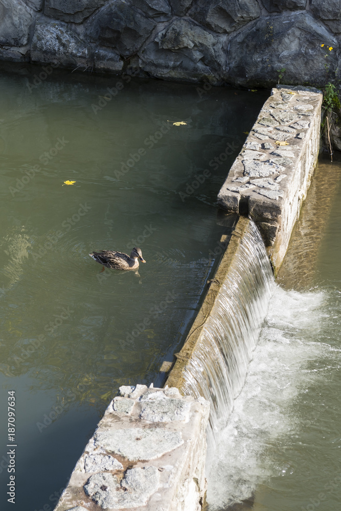 A small drain from a concrete wall and a duck.