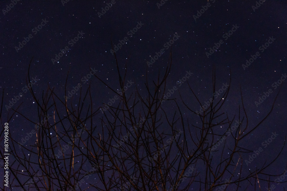 The branches of the tree on the background of the night sky winter night. The branches of the tree on the background of the night sky winter night.