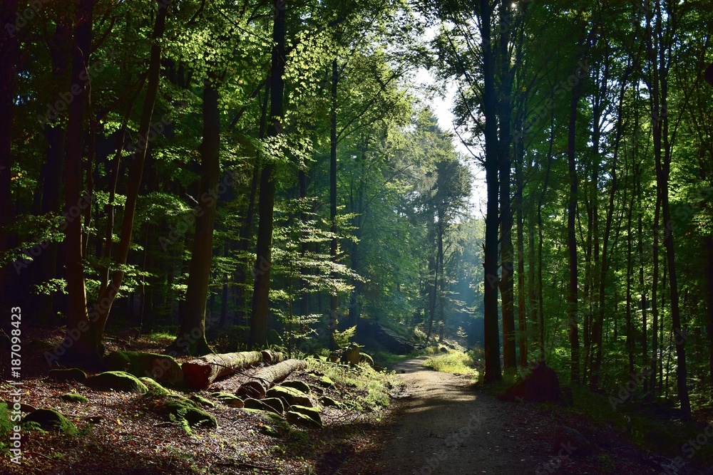 Wald zwischen Ursenbach und Oberflockenbach im Odenwald