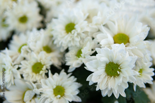 White Chrysanthemum Prius Splendid flower background  flowers are blooming and use for home decoration. 