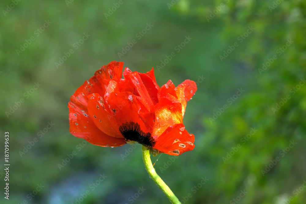 A flower of the decorative poppy growing on a summer meadow.