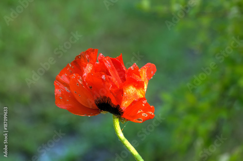 A flower of the decorative poppy growing on a summer meadow.
