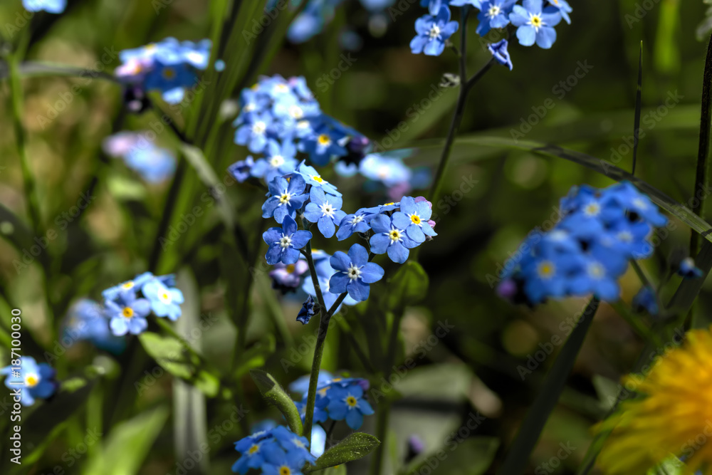 The forget-me-not flower growing on a summer meadow.