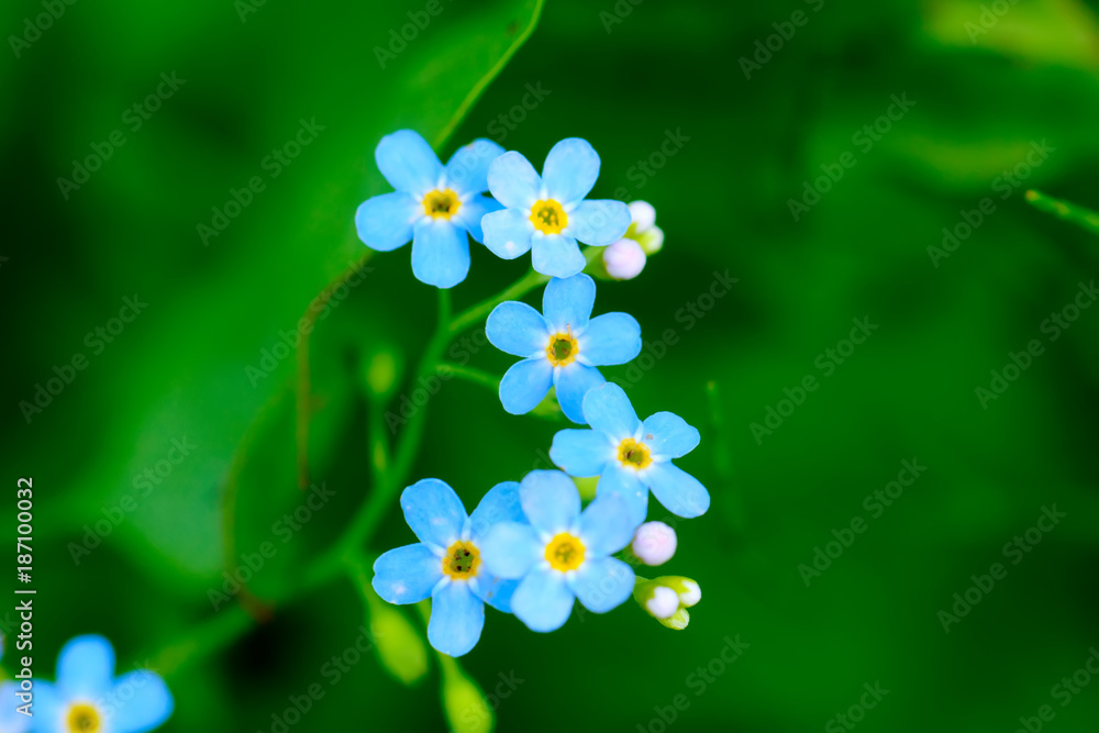 The forget-me-not flower growing on a summer meadow.