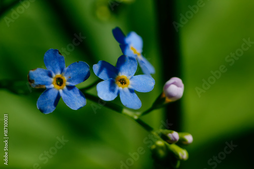 The forget-me-not flower growing on a summer meadow.