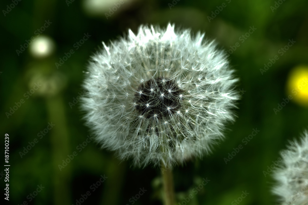The deflowered flower of a dandelion growing on a summer meadow.