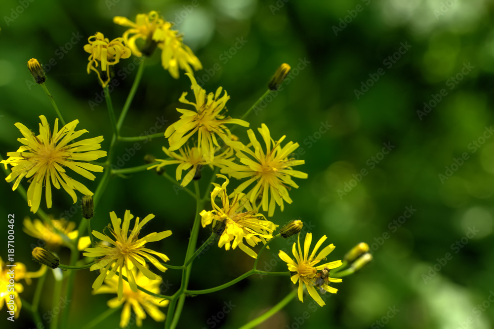 Picris. Field flower. The oxtongue flower growing on a summer meadow.