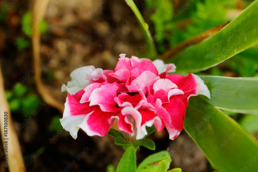 The petunia flower growing in a summer garden.