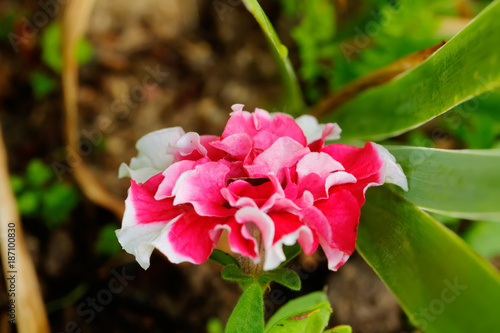 Obraz na płótnie The petunia flower growing in a summer garden. w salonie