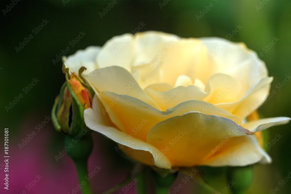 The flower of a white rose growing in a summer garden.