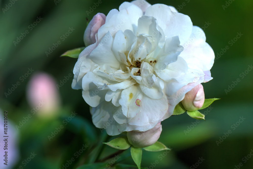 The flower of a white rose growing in a summer garden.