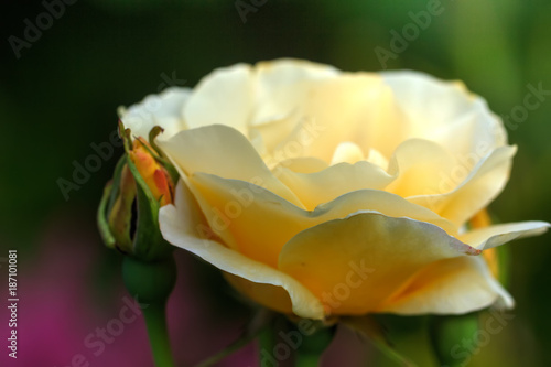 Obraz na płótnie The flower of a white rose growing in a summer garden. w salonie