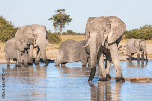 Elephant Matriarch and her herd drinking at a waterhole photo