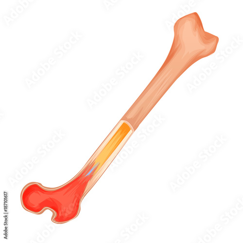 Bone structure medicine vector illustration. Isolated and transparated photo