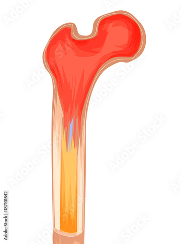 Bone structure medicine vector illustration. Isolated and transparated photo