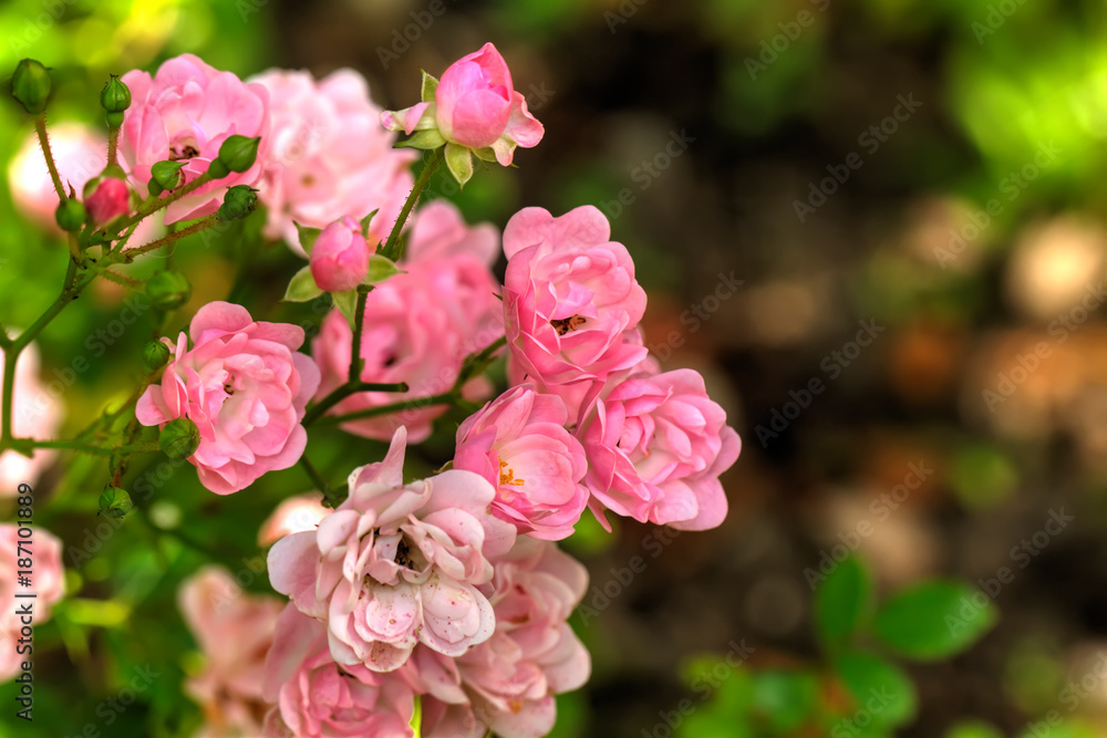 The flower of a pink rose growing in a summer garden.