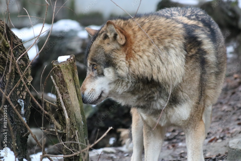 Fototapeta premium Wolf