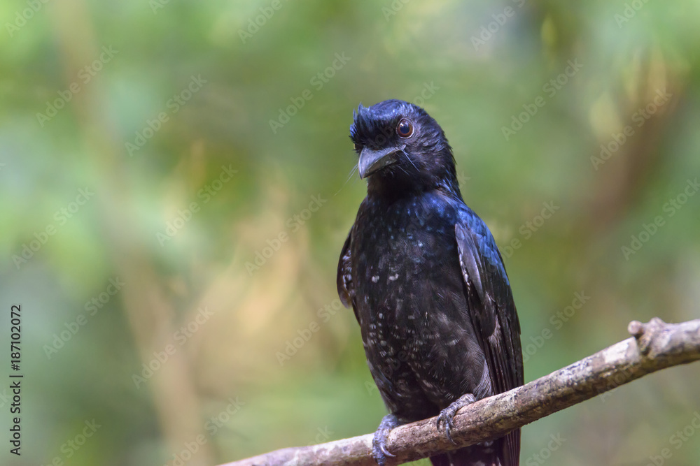 Fototapeta premium Close up Greater racket-tailed drongo perching on tree branch , Thailand
