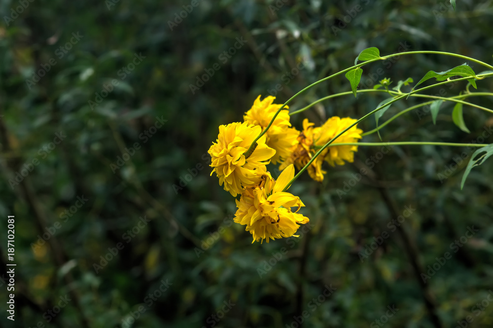 Rudbeckia laciniata. Cultivated flower. A flower of the goldenglow growing in a summer garden.