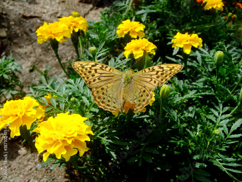 Brown butterfly with spots on a yellow flower. Nikitskiy botanical garden. photo