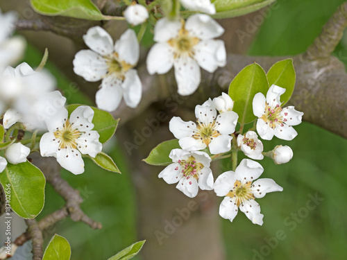 Birnenblüte, Obstbaumblüte, Frühling