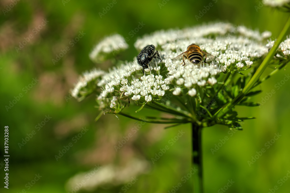 The goutweed flower growing on a summer meadow. The goutweed flower growing on a summer meadow.
