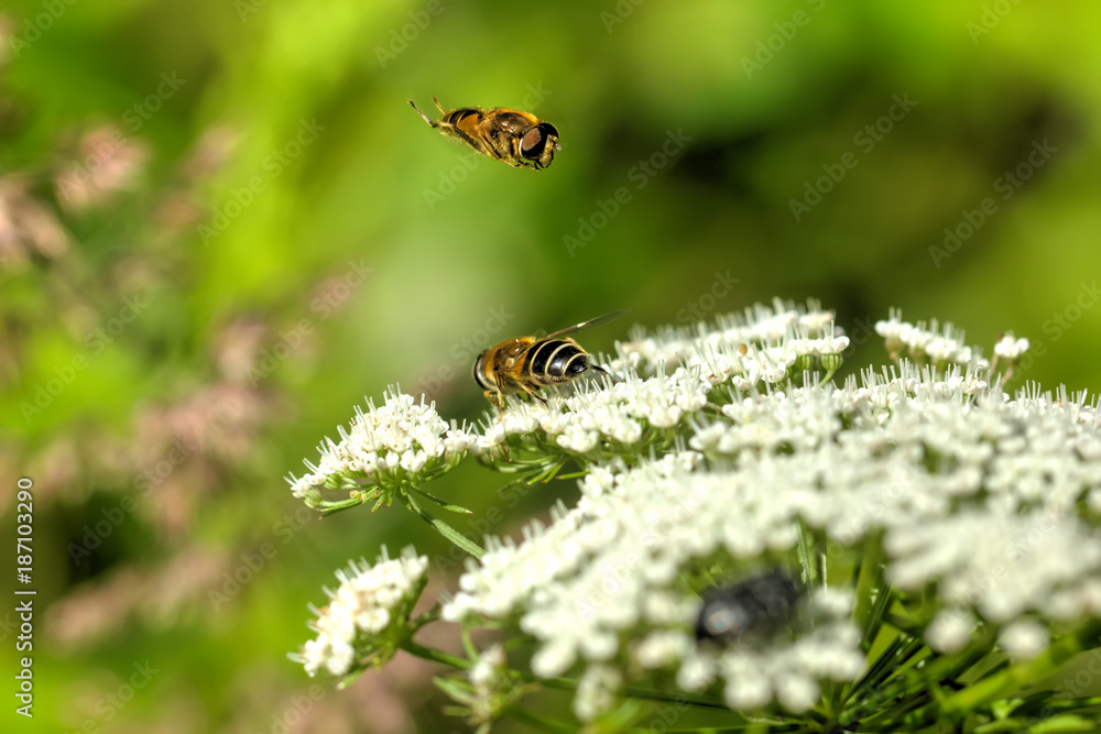 The goutweed flower growing on a summer meadow.