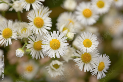 small daisy flowers macro