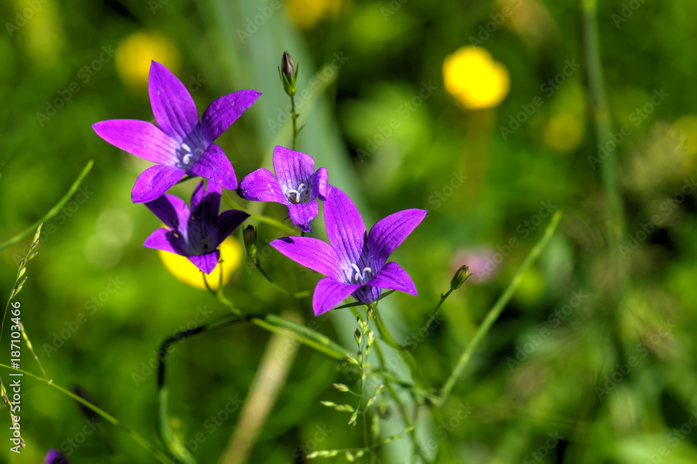 Campanula patula. Field flower. A flower of a spreading harebell growing on a summer meadow.