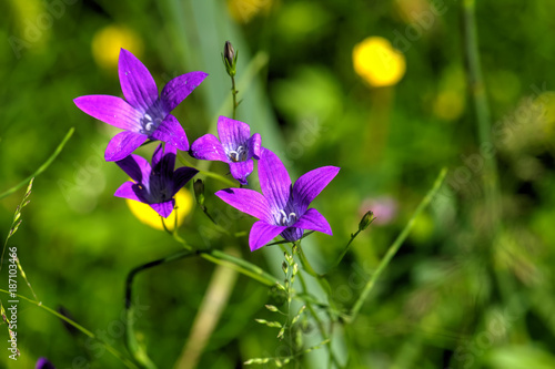 Obraz na płótnie Campanula patula. Field flower. A flower of a spreading harebell growing on a summer meadow. w salonie