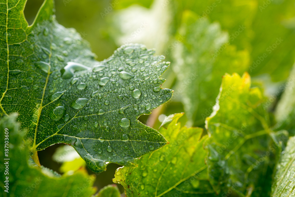 Green wine leaf in field Green wine leaf in field