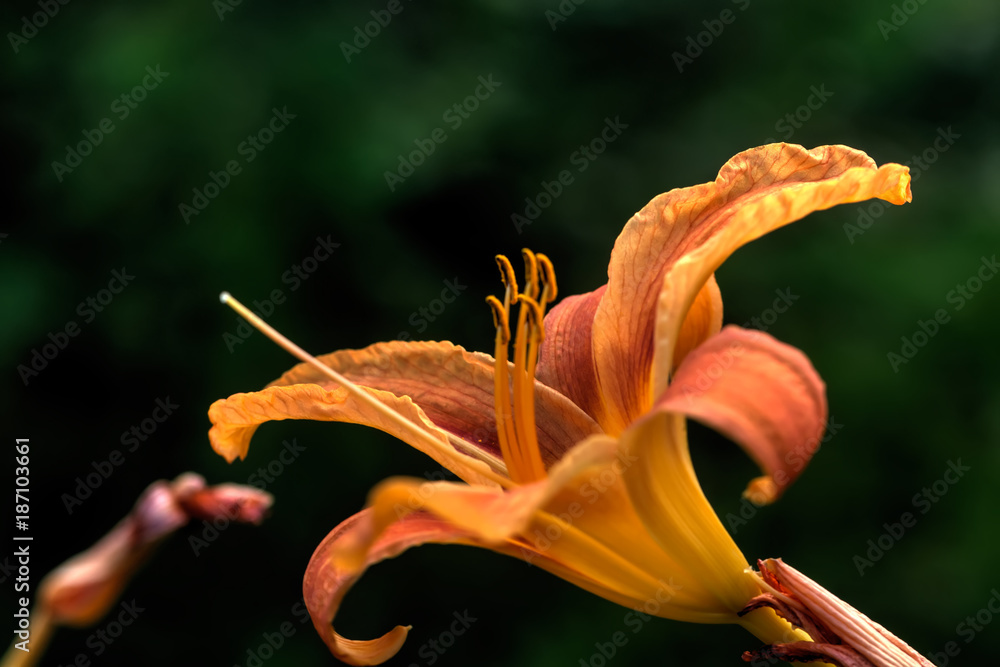 The flower of a red daylily growing in a summer garden.