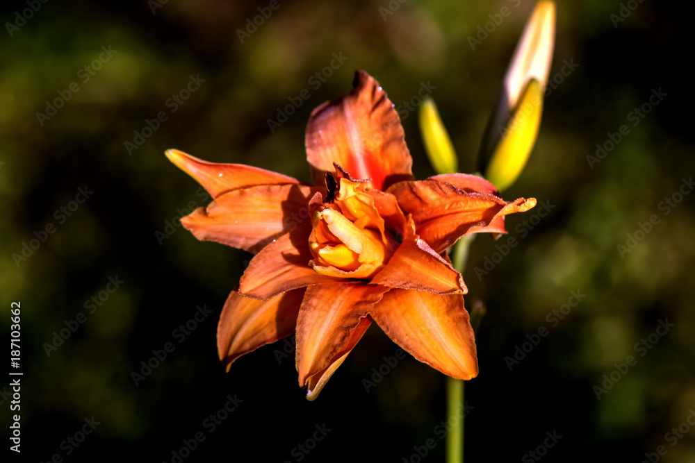 The flower of a red daylily growing in a summer garden.