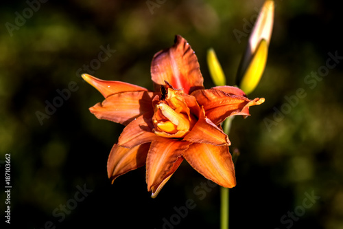 Obraz na płótnie The flower of a red daylily growing in a summer garden. w salonie