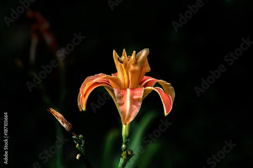 Obraz na płótnie The flower of a red daylily growing in a summer garden. w salonie