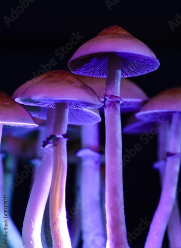 Magic mushrooms - psilocybe
