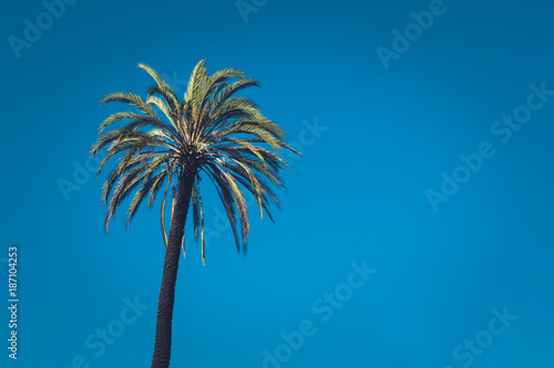 Tropical palm tree with retro vintage toned and cinematic style © yelena.b
