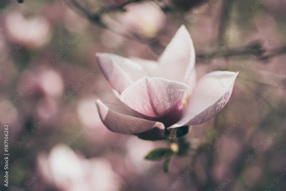 Obraz premium Blossoming of magnolia white flowers in spring time, retro vintage hipster image