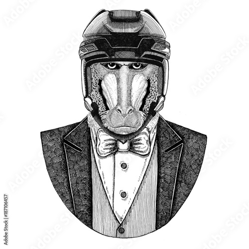 Photography Monkey, baboon, dog-ape, ape Animal wearing jacket with bow-tie and hockey helmet or aviatior helmet