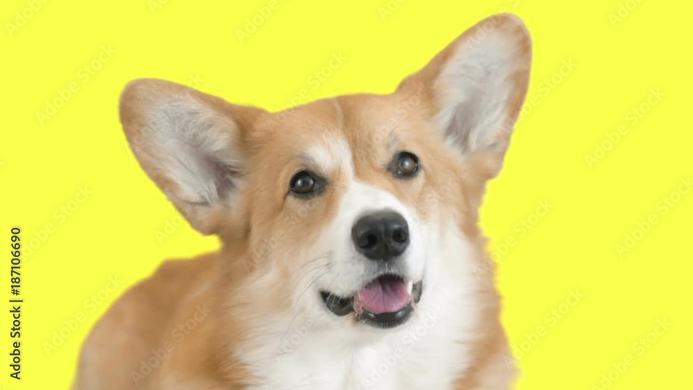 muzzle of a welsh corgi looking at a yellow background muzzle of a welsh corgi looking at a yellow background
