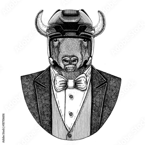 Photography Buffalo, bison,ox, bull