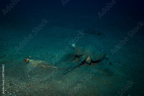 Stingray