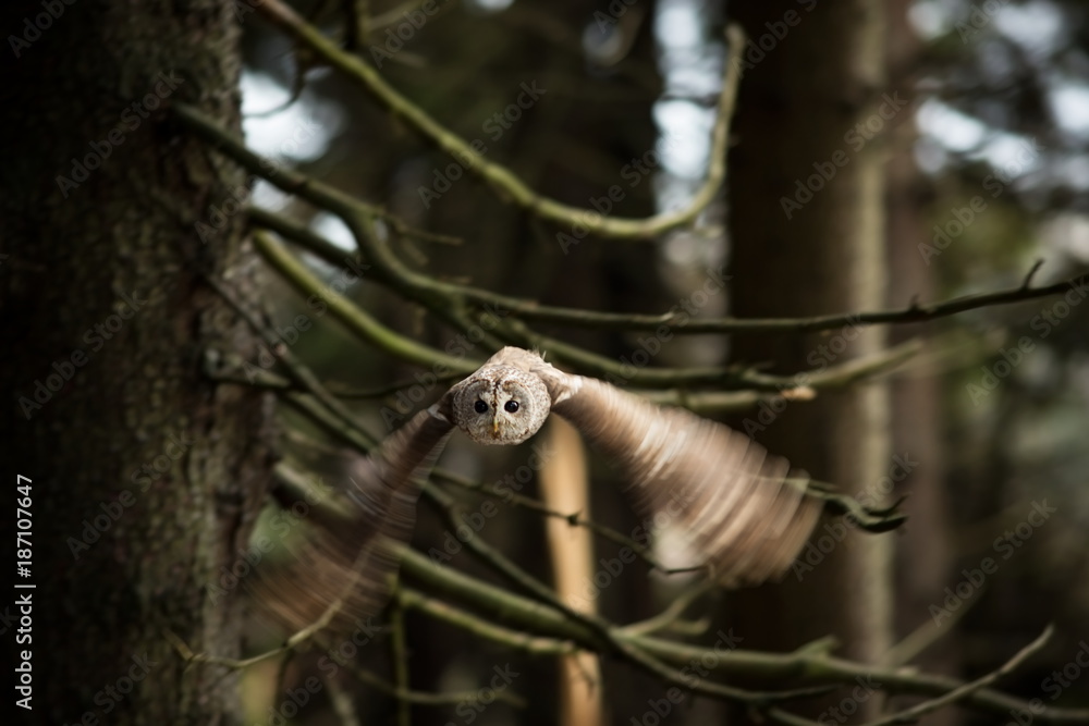 Strix aluco. It occurs in the Czech Republic. Free nature. The wild nature of the Czech Republic. Beautiful image of the owl. From Owl's Life. Owl on the tree. Black eyes.