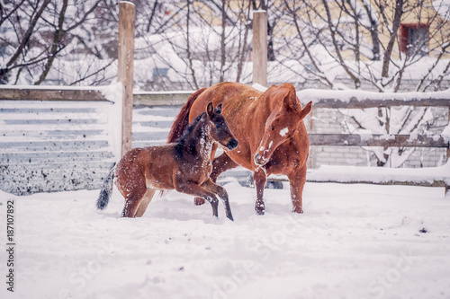 Foal walks with another horse in winte © Елизавета Мяловская