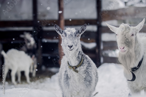Goat posing for a portrait on a snow background