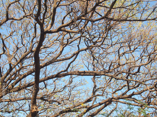 Wallpaper Mural Trees without leaves Torontodigital.ca