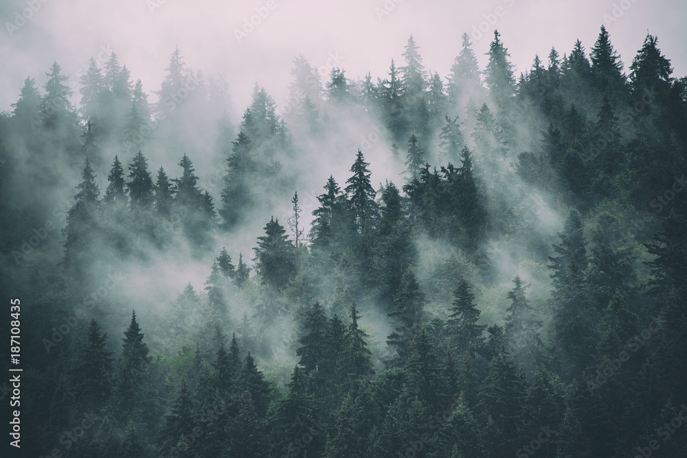 Fototapeta Mglisty krajobraz z jodłowego lasu 