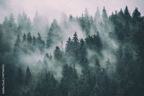Fototapeta Mglisty krajobraz z jodłowego lasu 