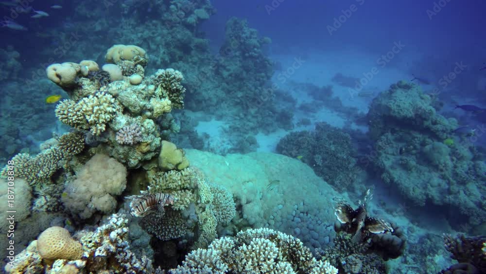 Video shooting at a shallow depth. The corals and tropical fish. Video shooting at a shallow depth. The corals and tropical fish.
