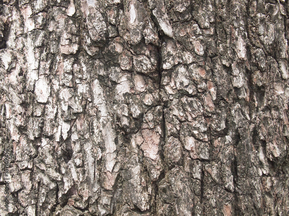 Obraz premium Tree bark texture